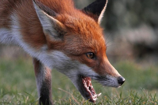 Лисы атакуют